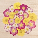 【押し花 素材】ジュリアンセット⑦