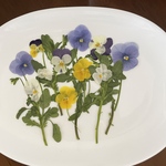 [押し花素材] ビオラ　茎付き