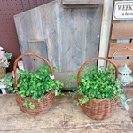 ラスト！おしゃれ植物♡【ピーターパン】可愛い葉っぱのアイビーかご寄せ植え♪ナチュラルグリーン