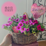 母の日の贈りものに✴︎ 植え替えいらず!カリブラコアのバスケット