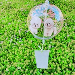 風鈴で涼しく🎐ビションフリーゼちゃんと花火柄🐾