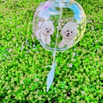 風鈴🎐ビションフリーゼちゃんと花火柄F🐾
