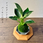 (送料無料) フィロデンドロン・バーキンの苔玉『葉色のグラデージョンを楽しめる』