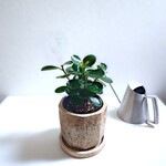 ●数量限定●　かわいいガジュマルの木　”パンダガジュマル　アンティークベージュ鉢/受皿セット”　観葉植物　多肉植物　インテリア　おしゃれ　幸せの木　ガジュマル　北欧　風水　インテリア　