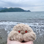 オオタマオウギガニ（普段のすがた）【お試し価格】