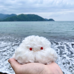 オオタマオウギガニ（脱皮直後）　ぬいぐるみ🦀【お試し価格】