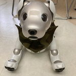 【スタイ】探検だいすきaibo ちゃんの　迷彩柄レンジャースタイ