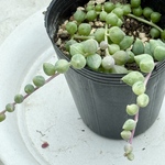 これからどんどん増えます!!エンジェルディアーズ錦＊レア品種＊多肉植物＊抜き苗