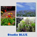 風景写真　ポストカード　 FLOWER 3    3種セット はがき