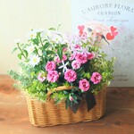 母の日にも🌹　芳香カーネーションとピンクのお花　おしゃれなお花の寄せ植え　