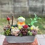★送料無料★♡そのまま飾れる♡カエルちゃんの可愛い多肉植物寄せ植え╰(*´︶`*)╯♡
