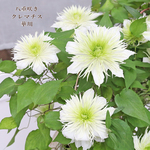 鉢花 クレマチス 華川 5号 つる性 大輪 宿根草 パテンス系 ホワイト グリーン 受賞品種