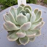 アークティックアイス＊土つき苗・多肉植物