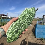 ゴーヤエコバッグ🥒