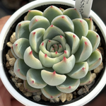 レア品種！【現品】 ★ミステリアスグラス 多肉植物 自家繁殖 国産