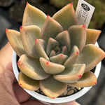 オリジナル交配！【現品】 ★白くま×ロメオルビン 多肉植物 エケベリア交配 自家受粉 実生