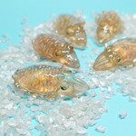 【海の生き物で個性的に！】 人と被らない コウイカ ブローチ