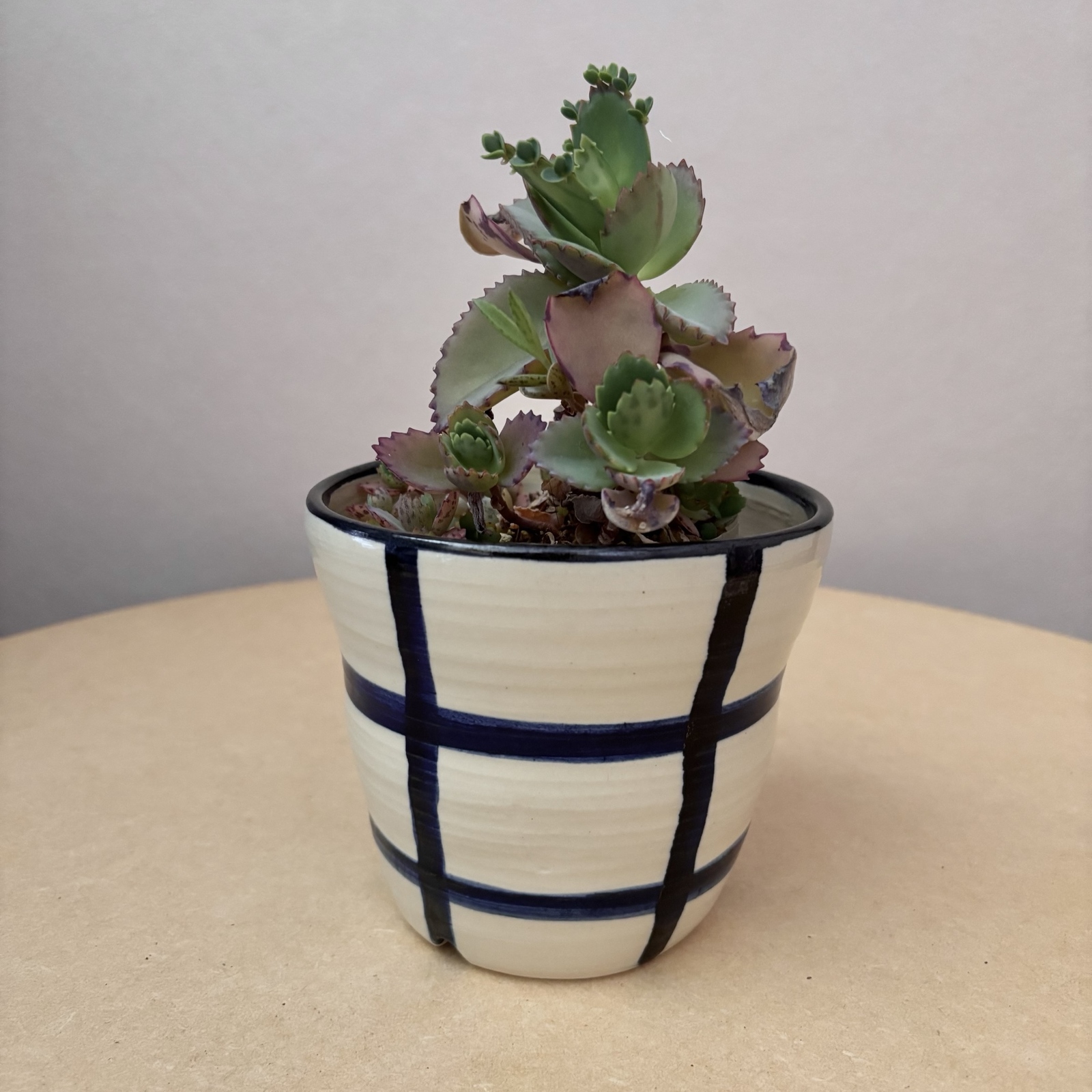平たい植木鉢(白)&受け皿【植木鉢】【プランター】 - アトリエKERON