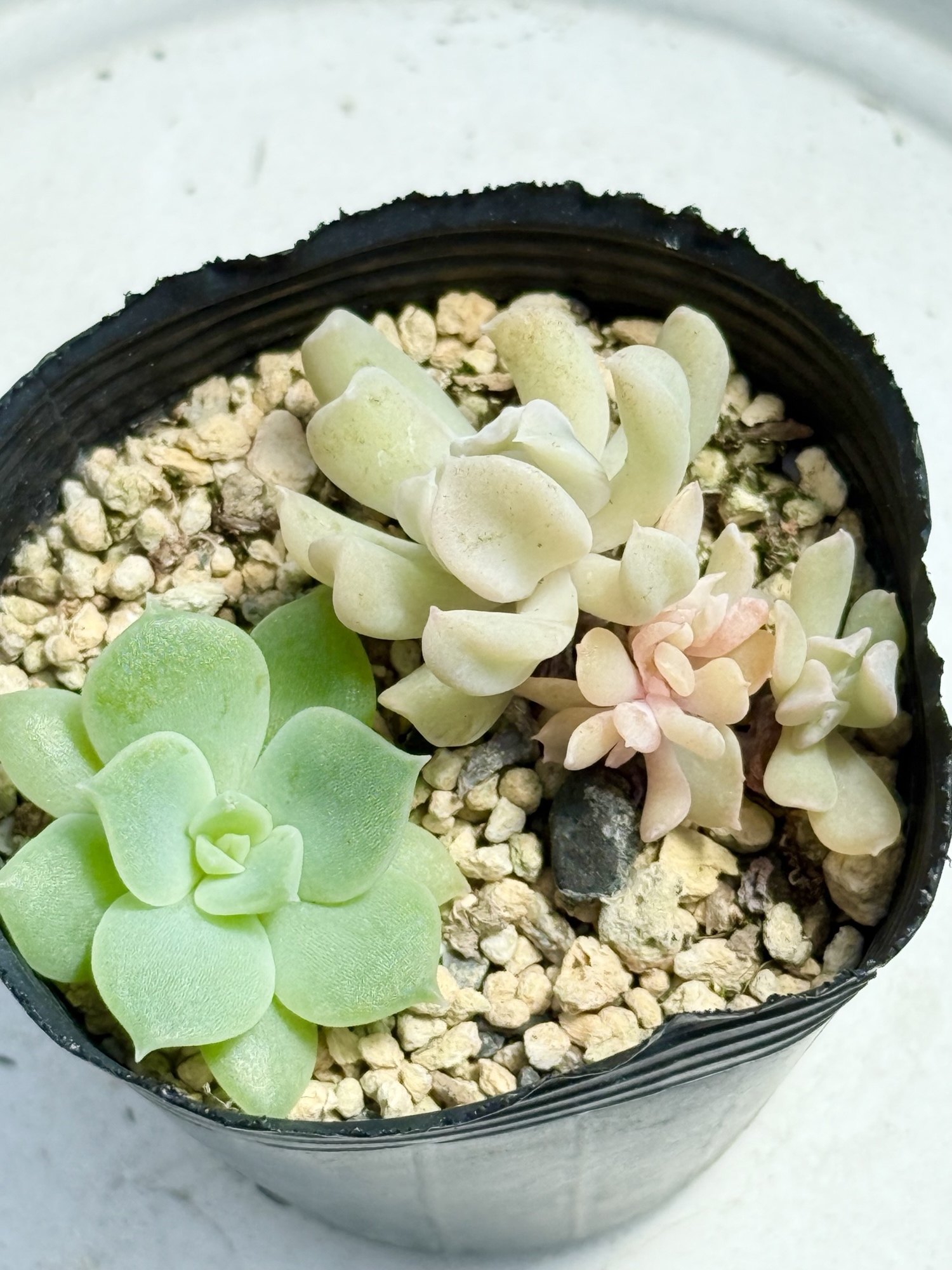 多肉植物 エボニー  抜き苗♡ スノーバニー(2-47)♥️＊エケベリア＊多肉植物＊抜き苗 - SUTHINKY'S
