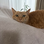 専用ページ