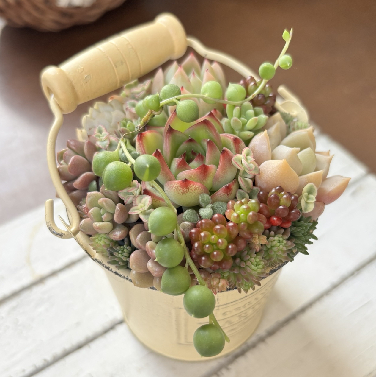 多肉植物寄植え そのまま飾れる バケツ型ポット 選べるポットカラー
