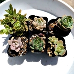 多肉植物 6点セット