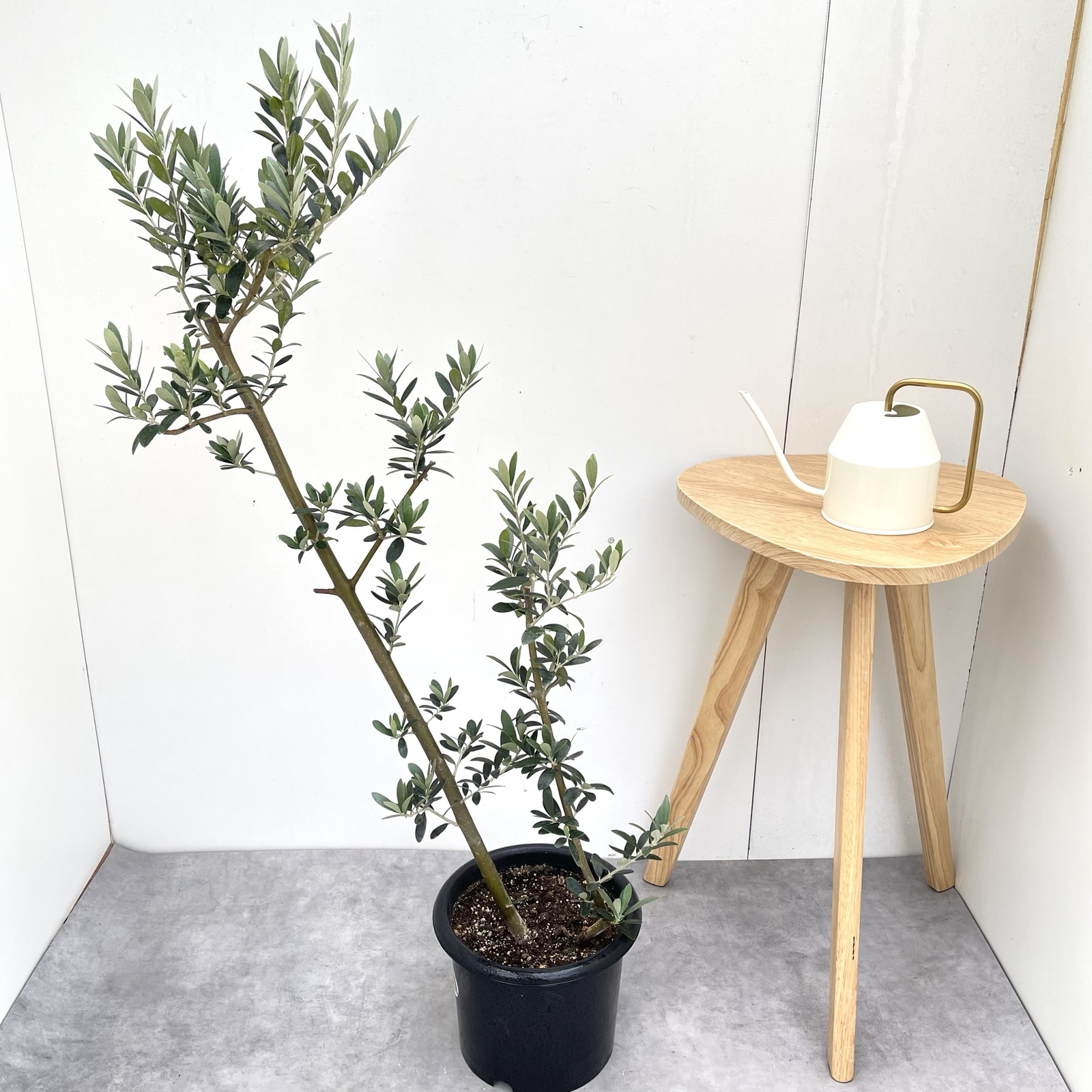オリーブ セントキャサリン 9【現品】観葉植物 創樹 SOUJU 大型 - art