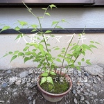 【限定】ヤエヤマブキ 苗木 1株 ＊ 長め70cm 八重山吹 ヤマブキ やまぶき