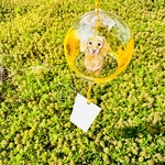 風鈴で涼しく🎐ダックスちゃんと花弁柄🐾