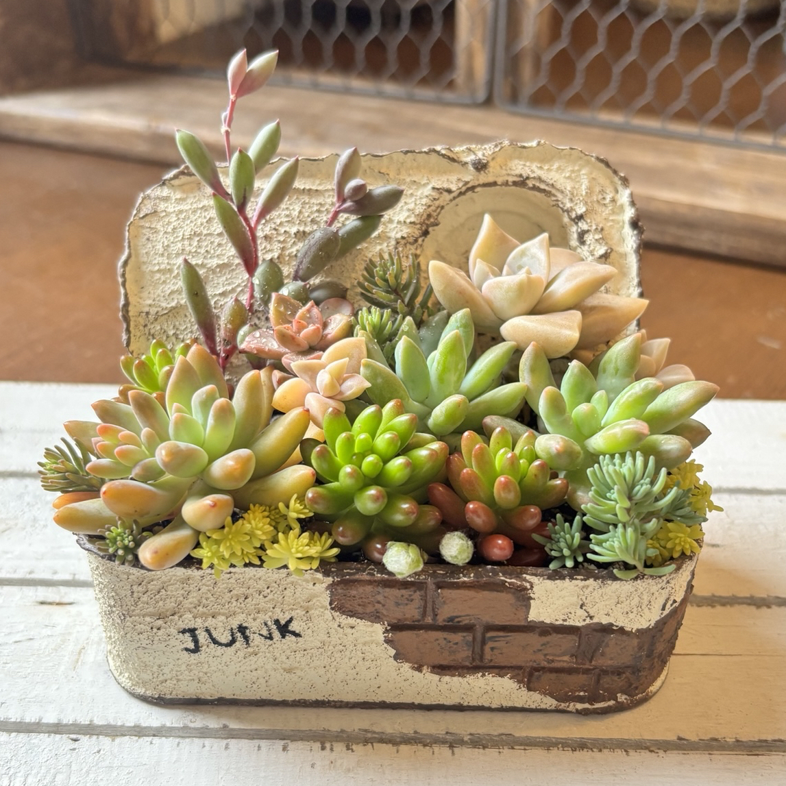 多肉植物 寄せ植え そのまま飾りながら育てる アレンジ おうち