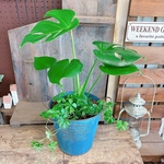 現品♡【モンステラ&シュガーバイン】育てやすい人気の観葉植物♡オシャレブルー系ブリキ鉢♪ナチュラルグリーン寄せ植え