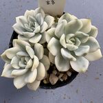 ティンカーベル錦＊土つき苗・多肉植物