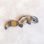 ニシアフリカトカゲモドキ(大)