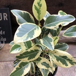 希少♡斑入り♡フランスゴムの木♡ルビギノーサ♡観葉植物