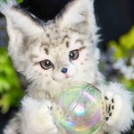 テディベア風子猫