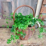 現品！おしゃれ植物♡【シュガーバイン】可愛い葉っぱのアイビーかご寄せ植え♪ナチュラルグリーン