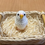 セキセイインコちゃん（アルビノ）