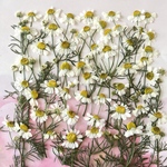 カモマイルの押し花　#2