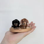 モールアート　ダックス　ブラックタン　チョコタン
