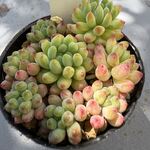 花火　複数個ある為、個体差有り＊土つき苗・多肉植物