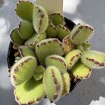 熊童子　複数個ある為、個体差有り＊土つき苗・多肉植物
