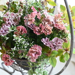 ペチュニアジュリエット桜モダンの寄せ植え(オプションでアイアンハンギングをセット可能)