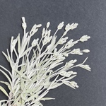 押し花素材〜🍀セラスチューム