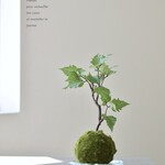 枯れないバーチ　苔玉(ガラス皿付)　癒しのグリーンインテリア　アーティフィシャルフラワー