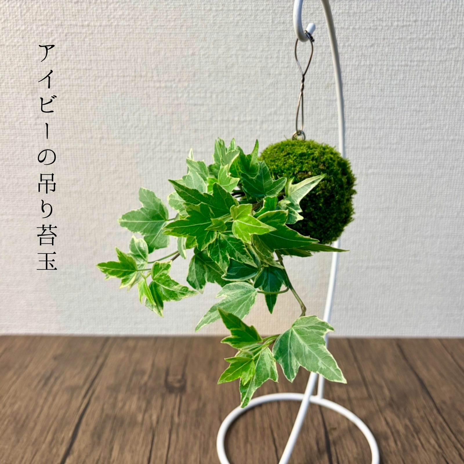 ビカクシダ・ビーチーの苔玉『葉色の青白さが魅力的』 - MOSSBALL55'S