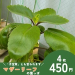 【送料無料】マザーリーフ　葉っぱ　4枚セット