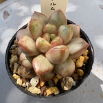 アメトルム＊土つき苗・多肉植物