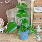 現品ラスト♡【モンステラ&シュガーバイン】育てやすい人気の観葉植物♡オシャレブルー系ブリキ鉢♪ナチュラルグリーン寄せ植え