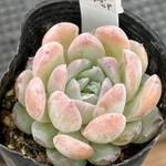 ピュアラブ♡＊多肉植物＊抜き苗