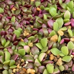 桜吹雪多肉植物＊抜き苗＊6本